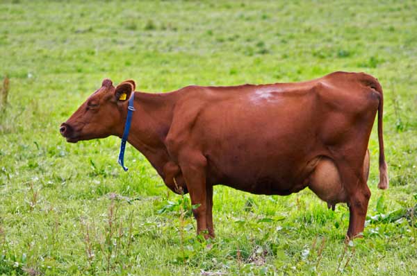 A Swedish cow in profile on a green field