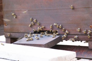 A beehive in the garden