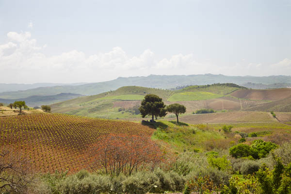 Vineyards in the centre of Sicily