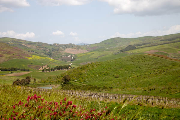 Rolling hills, vineyards and flowers in the centre of Sicily