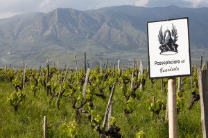 passopisciaro vineyards on etna