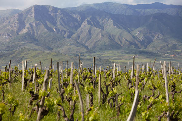 Vineyards on the slopes of the Etna volcano