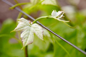 young vine leaf