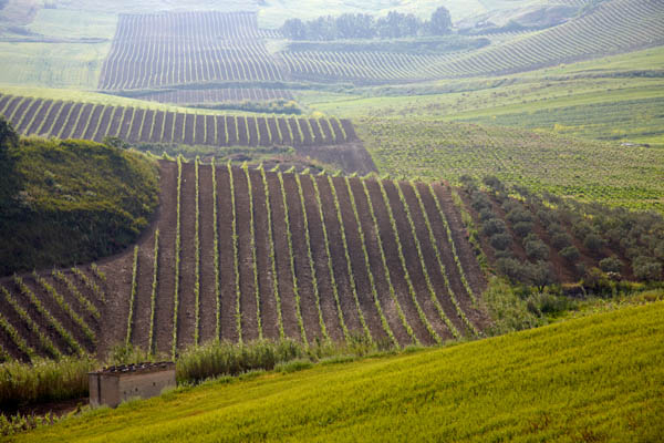 Vineyards at Planeta, Sicily