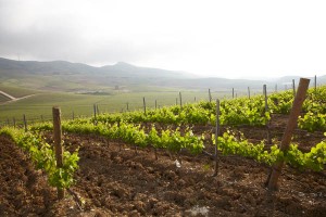 Vineyards at the Rapitala winery