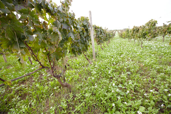 Flowers in the vineyards