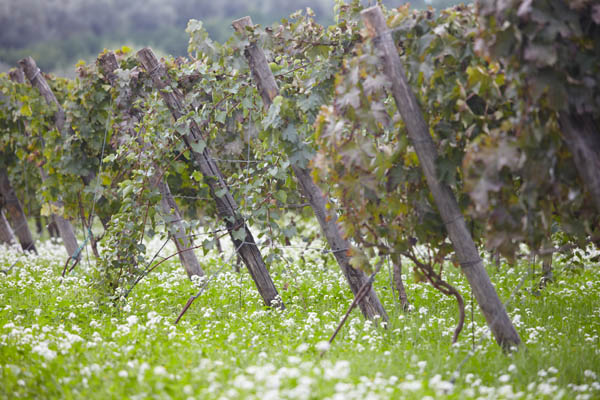 Flowers in the vineyards