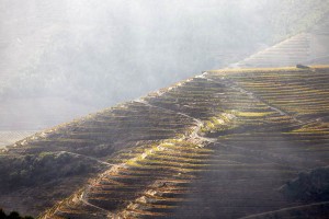 douro vineyard landscape