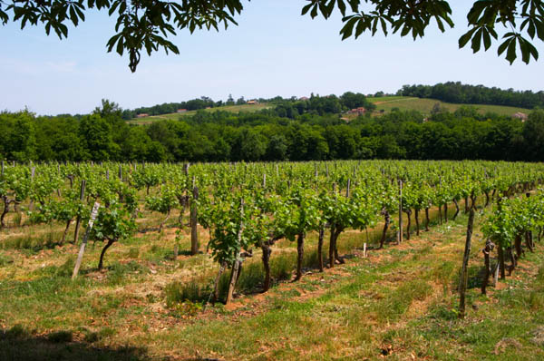 Vineyard in Entre-deux-Mers, Bordeaux