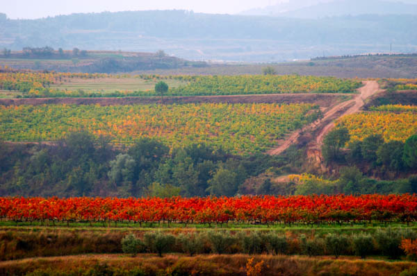 Vineyard view. Albet i Noya. Penedes Catalonia Spain