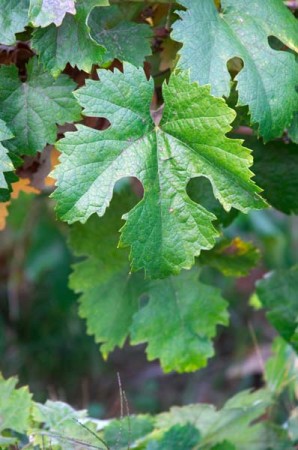 Unusual white grape variety, gouveio, Quinta da Gaivosa, Douro, Portugal