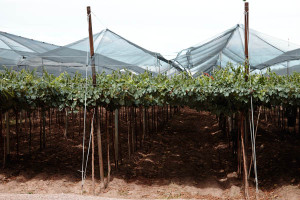 hail nets in a vineyard