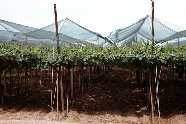 Vineyards protected with a net against hail, Zuccardi, Mendoza, Argentina