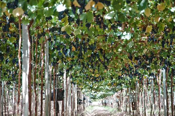 Grape bunches on vines in pergola ready for harvest at Zuccardi in Mendoza, Argentina
