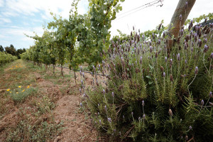 Emiliana Winery vineyards, Chile