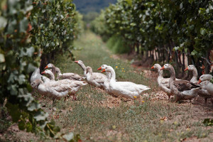 geese in the vineyard in chile