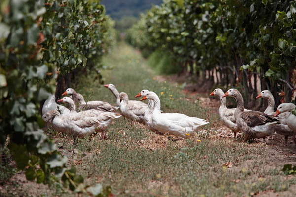Geese in the vineyard at the Emiliana Winery, Chile