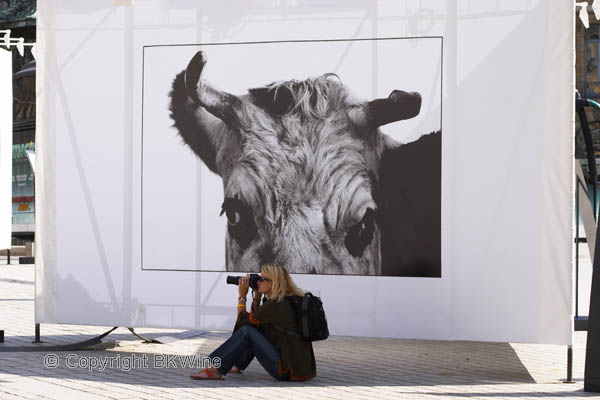 A photographer in front of a picture of a cow