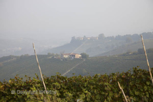 piedmont vineyards