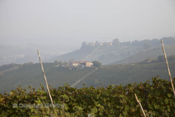 Vineyards in Piedmont, Italy