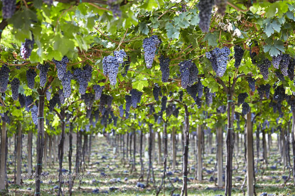 Corvina veronese grapes in Allegrini vineyards in Valpolicella