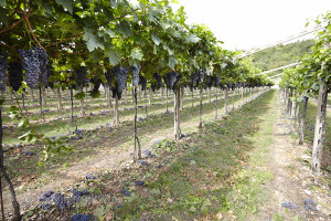 corvina veronese in vineyard valpolicella