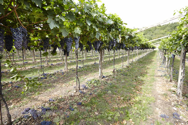 Corvina veronese grapes in Allegrini vineyards in Valpolicella