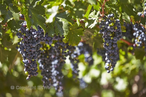 Malbec vines in the vineyard in Mendoza