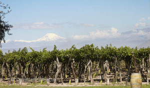 vineyards in mendoza and the andes