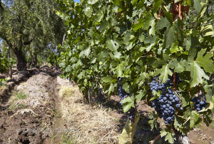 Malbec vines in the vineyard in Mendoza