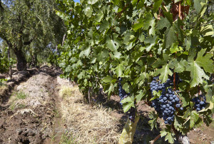 grapes in argentina