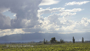 Mendoza vineyards and the Andes