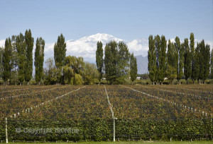 A vineyard in Mendoza and the Andes mountains