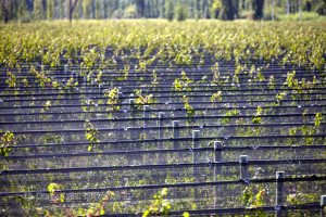 vineyards in argentina