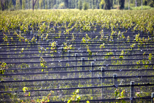 Vineyard with nets protecting the vines, Mendoza