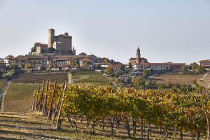 piedmont vineyards