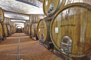 wine cellar in piedmont