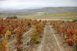 Kavaklidere vineyards