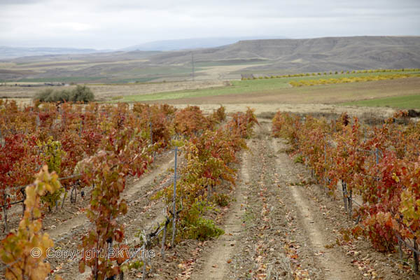 Kavaklidere vineyards in Cappadocia, Turkey