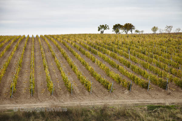 Kavaklidere vineyards in Cappadocia, Turkey