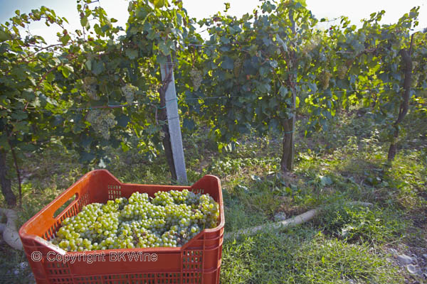 Harvest in Campania, Italy