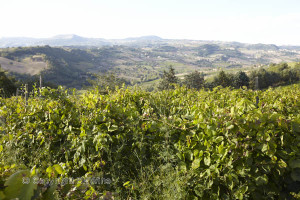 landscape and vineyard in campania