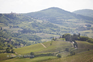 tuscany vineyards