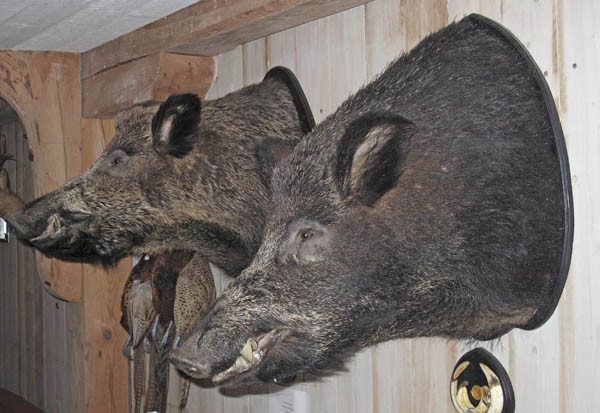 Wild boar