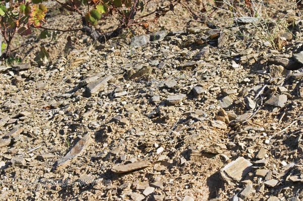 Schist soil in the Douro Valley