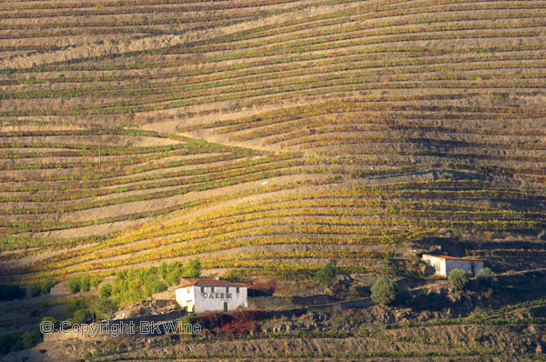 Calem vineyards near Pinhao, Douro Valley