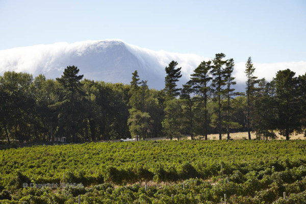 Vineyards and mountains in Franschhoek, South Africa