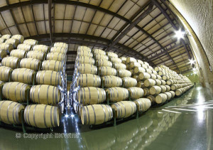 barrels in a wine cellar in rioja