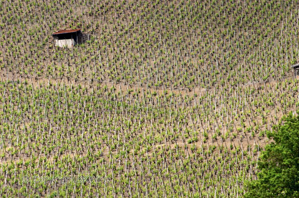 Vineyard in Cote Rotie, Rhone