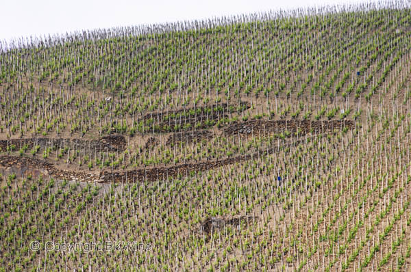 Vineyard in Cote Rotie, Rhone